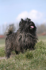 Cairn Terrier on meadow