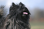 Cairn Terrier Portrait