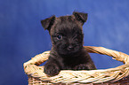 Cairn Terrier in basket