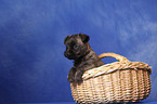 Cairn Terrier in basket