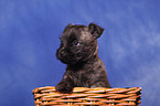 Cairn Terrier in basket