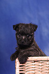 Cairn Terrier in basket