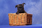 Cairn Terrier in basket