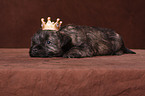 Cairn Terrier puppy