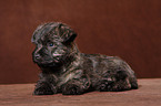 Cairn Terrier puppy