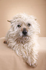 lying Cairn Terrier