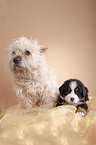 Cairn and Bernese puppy