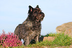 Cairn Terrier