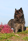 Cairn Terrier