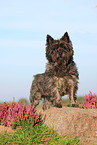 Cairn Terrier