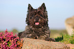 Cairn Terrier