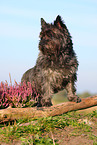 Cairn Terrier