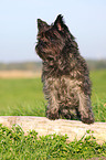 Cairn Terrier