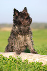 Cairn Terrier