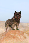 Cairn Terrier