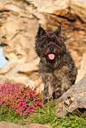 Cairn Terrier