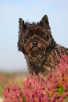 Cairn Terrier Portrait