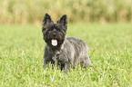 Cairn Terrier