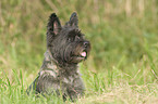 Cairn Terrier