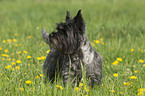 standing Cairn Terrier