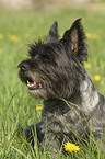 sitting Cairn Terrier