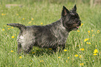 standing Cairn Terrier