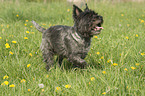 running Cairn Terrier