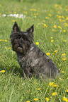 sitting Cairn Terrier