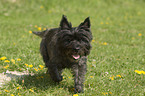 running Cairn Terrier