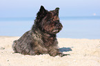 lying Cairn Terrier