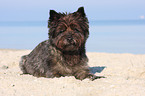 lying Cairn Terrier