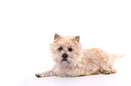 lying Cairn Terrier