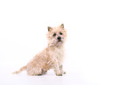 sitting Cairn Terrier