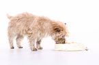 Cairn Terrier with cake