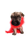 Cairn Terrier Puppy