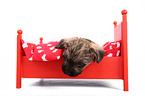 Cairn Terrier Puppy