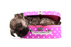 Cairn Terrier Puppy