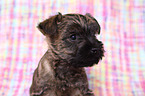 Cairn Terrier Puppy