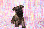 Cairn Terrier Puppy