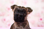 Cairn Terrier Puppy