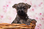 Cairn Terrier Puppy