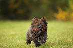 running Cairn Terrier