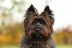 Cairn Terrier Portrait