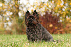 sitting Cairn Terrier