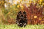 running Cairn Terrier