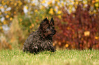 sitting Cairn Terrier