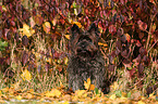 sitting Cairn Terrier