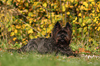 lying Cairn Terrier