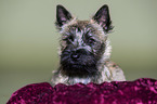 Cairn Terrier Portrait