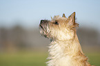 Cairn Terrier Portrait